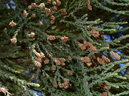 giant sequoia (Sequoiadendron giganteum)