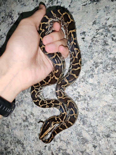 Burmese Python