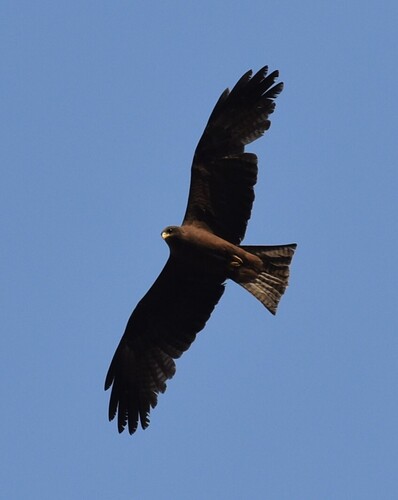Black Kite