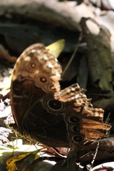 Morpho helenor marinita