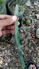 Euphorbia heterochroma