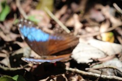 Morpho helenor marinita