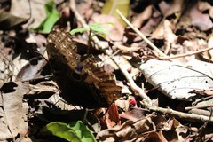 Morpho helenor marinita