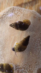Potamopyrgus antipodarum