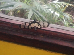 Methona confusa psamathe