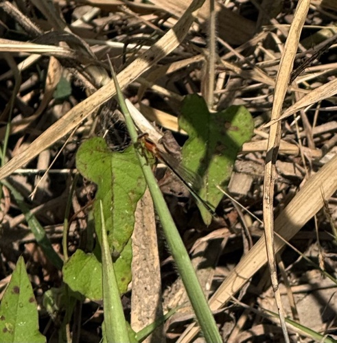 Common Bluetail