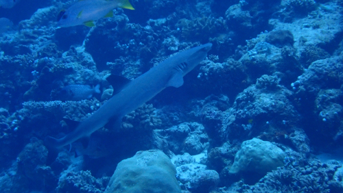 Triaenodon obesus