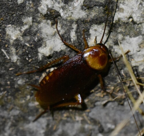 American Cockroach
