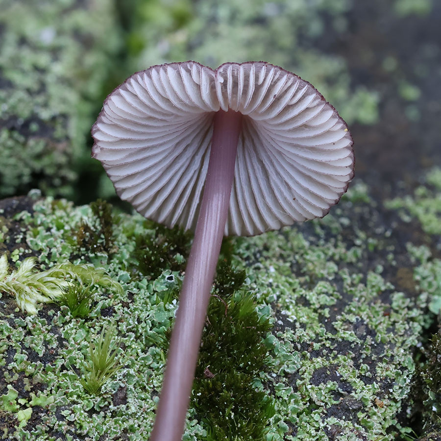 Mycena purpureofusca · April 2026 · photo: © mycobel (iNaturalist, cc-by)
