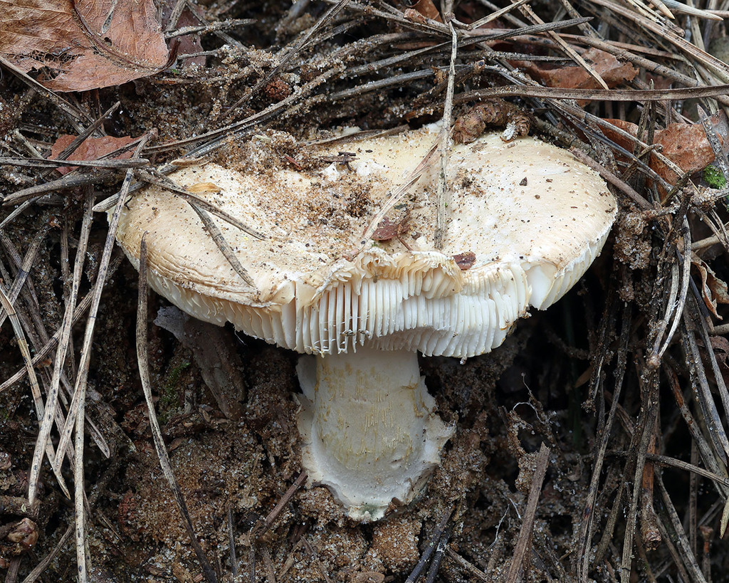 Amanita junquillea · April 2026 · photo: © mycobel (iNaturalist, cc-by)