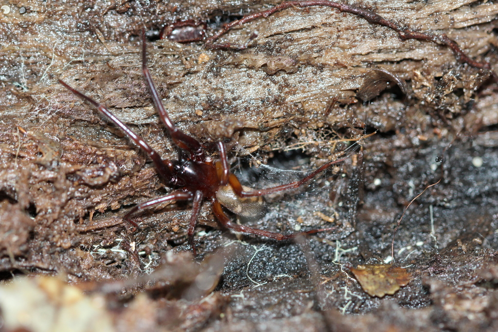Amphinecta mara