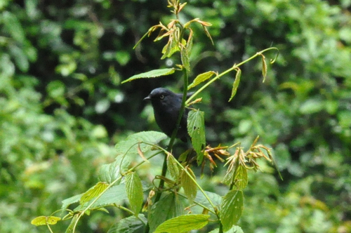 Willard's Sooty Boubou (Laniarius willardi), photo 3