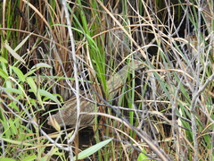 Botaurus lentiginosus image
