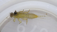 Ephemerellidae