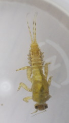 Ephemerellidae
