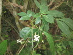 Ertela trifolia