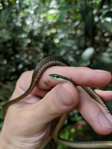 Despax's Parrot Snake