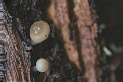 Mycena aprilis