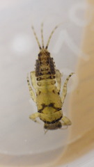 Ephemerellidae