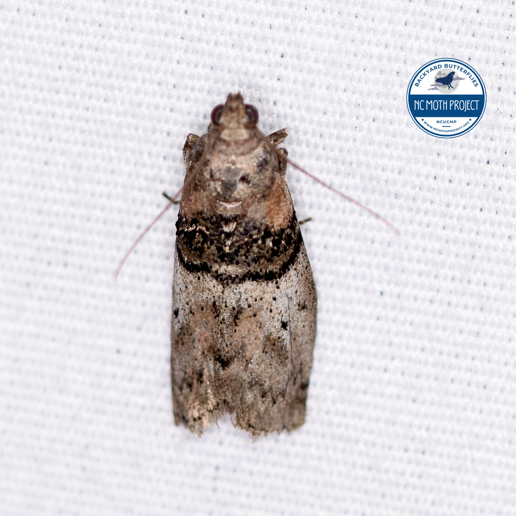 Honey Locus Leafroller