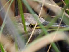 Botaurus lentiginosus image