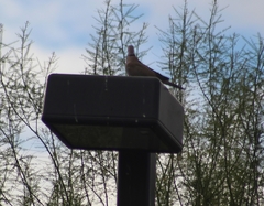 Streptopelia decaocto