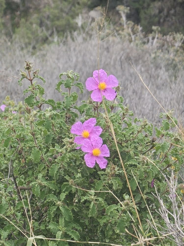 Hoary rock-rose (Cistus creticus)