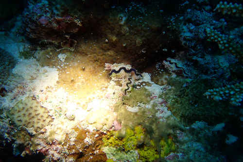 Tridacna maxima