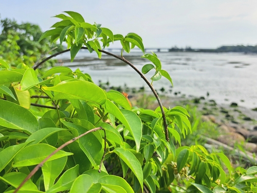 Common Derris (Derris trifoliata)
