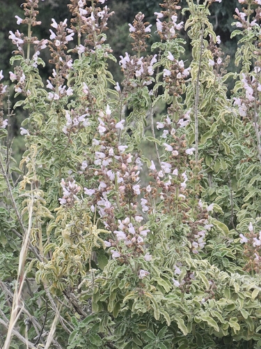 Salvia fruticosa, photograph 6