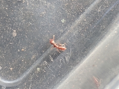 Stigmatomma pallipes