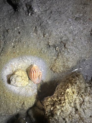 Strigatella retusa observed 2026-04-05