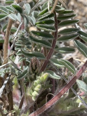 Astragalus minthorniae