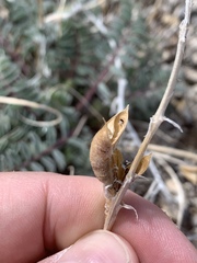Astragalus minthorniae