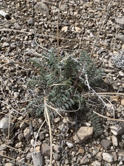 Astragalus minthorniae