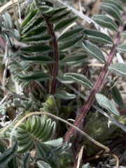 Astragalus minthorniae