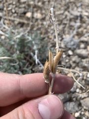Astragalus minthorniae