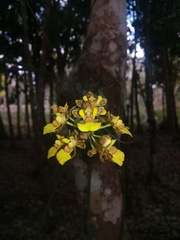 Trichocentrum ascendens