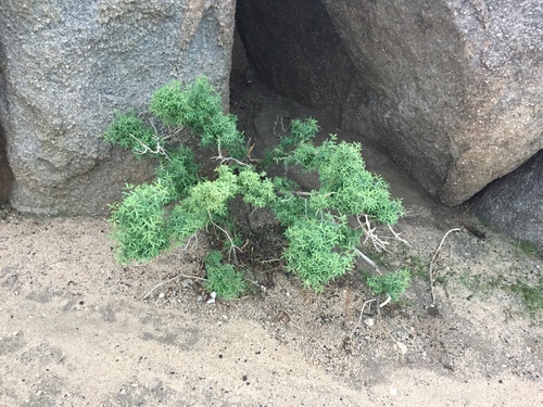 Bladderpod foliage