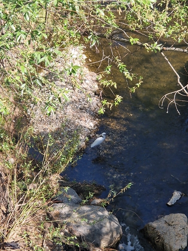 iNaturalist: (c) Sarah, some rights reserved (CC BY-NC), uploaded by Sarah iNaturalist image