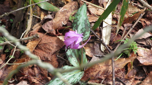 Erythronium japonicum, photograph 3