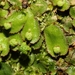 Hemisphaeric Liverwort - Photo (c) Lijin Huang (紫楝), some rights reserved (CC BY-NC), uploaded by Lijin Huang (紫楝)