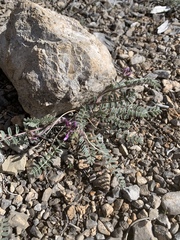 Astragalus minthorniae
