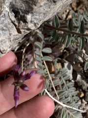 Astragalus minthorniae