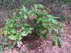 Quercus austrina