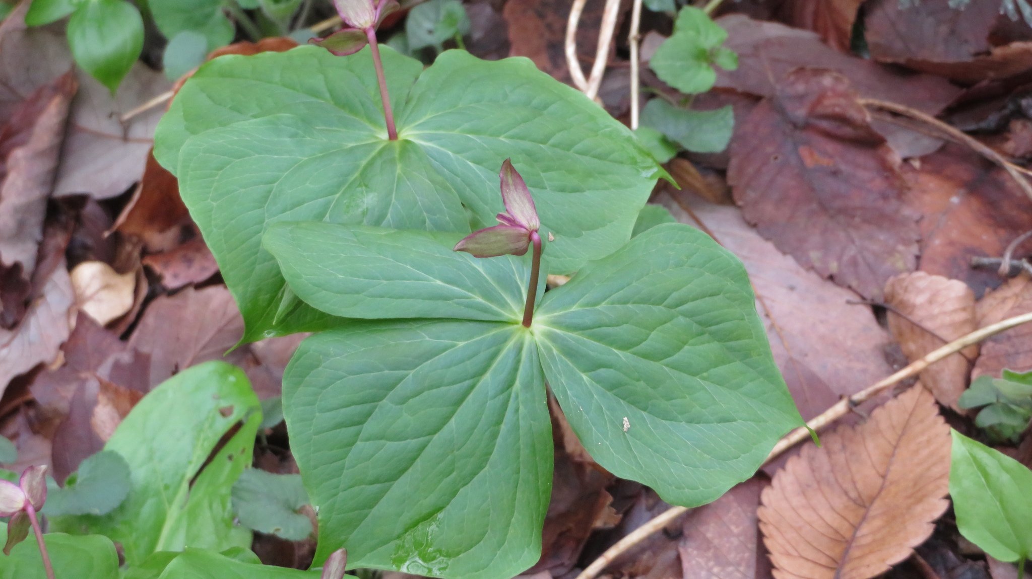 Trillium apetalon