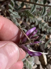 Astragalus minthorniae