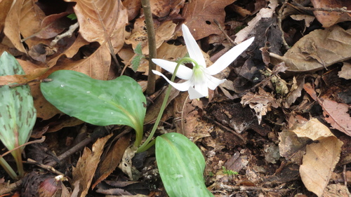 Erythronium japonicum, photograph 2