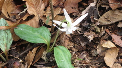 (c) yajapin, some rights reserved (CC BY) Erythronium japonicum, photograph (c) yajapin, some rights reserved (CC BY)