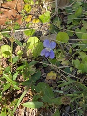 Viola walteri